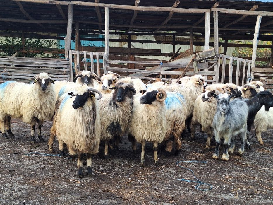 Vand 20 de oi tinere