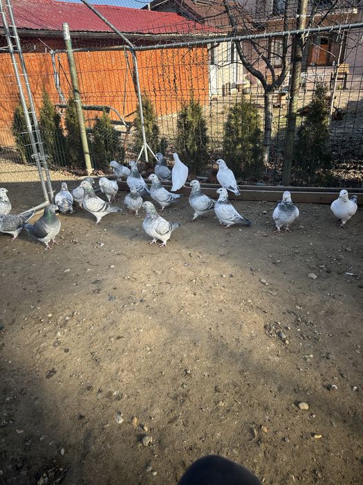 Porumbei standard romanesc de frumustete