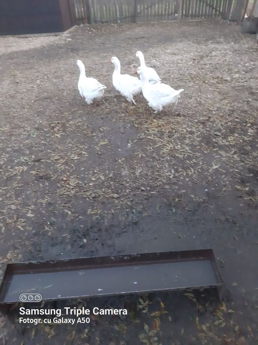 Vand gâște       .