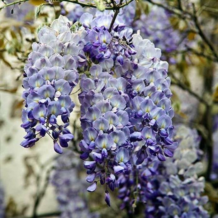 Wisteria (Glicina Toate Culorile disponibile )