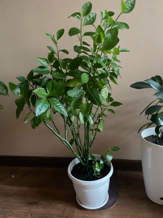 Домашние ростения