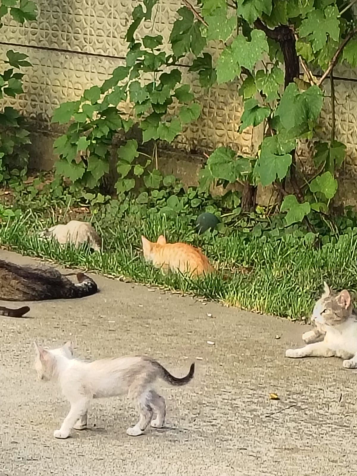 Donez pisici, frumosi si sanatosi