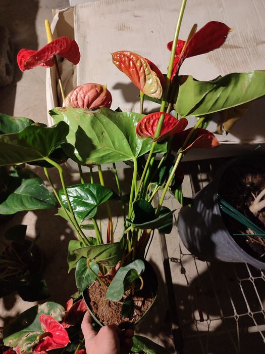 Антуриумы ( Мужское счастье) 40-45 см / белые и красные