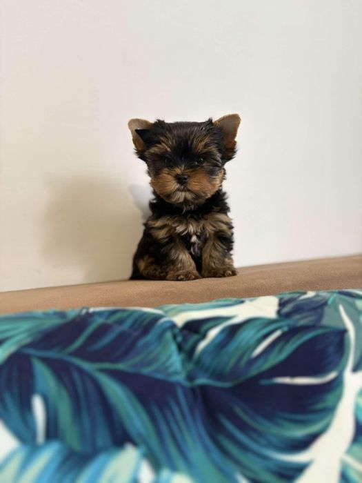 Йоркширски териер мини йорки