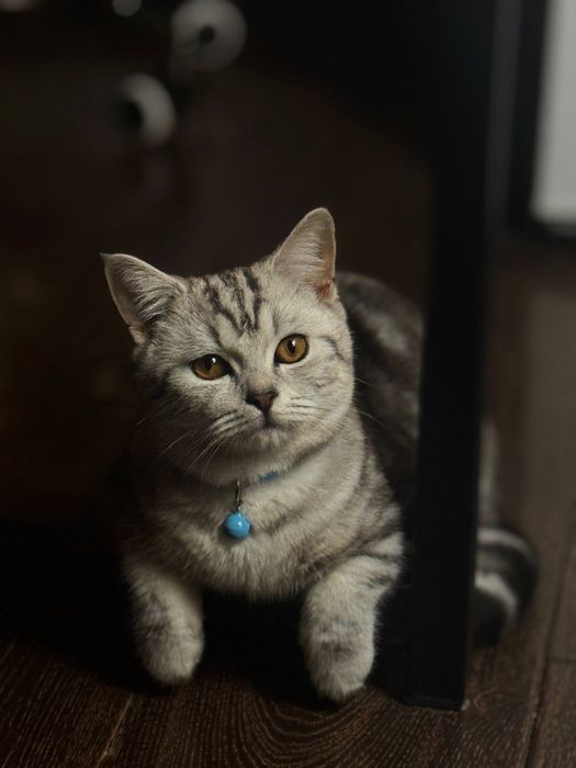 Vyaskaga skotish strayt mushuk tekinga qilamiz