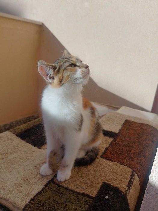 Четири котешки момиченца търсят дом и любящи стопани