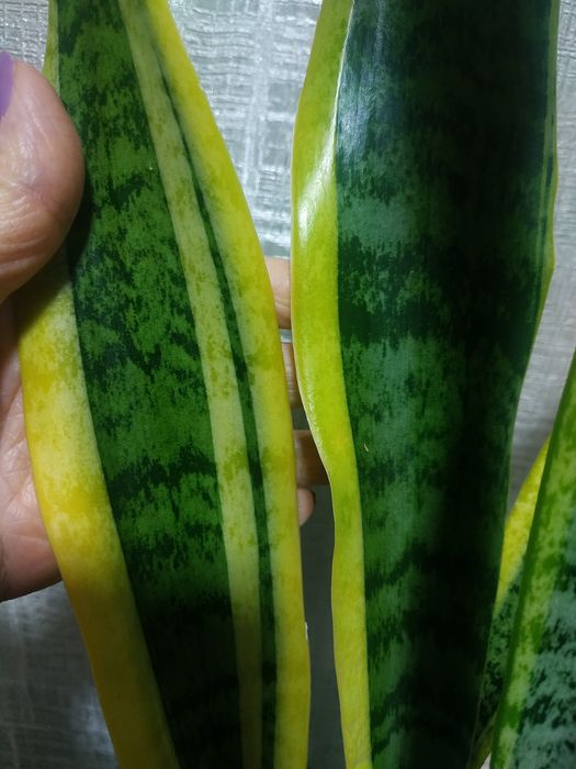 Комн. растения: сансиеверии. См фото