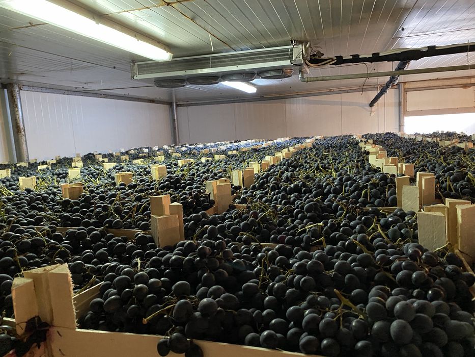 Vând struguri de masa hala frig