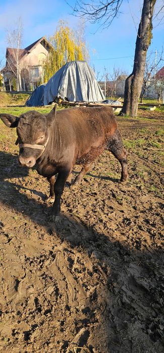Vițel angus in varsta de 4 luni