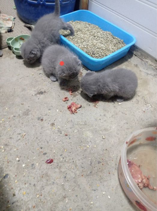 Продаются котята, породы Скоттиш Фолд
