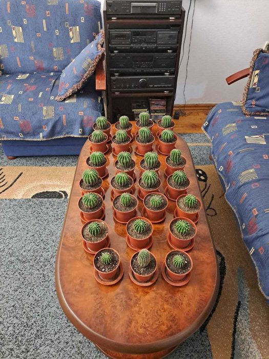 Продаю  Кактусы оптом