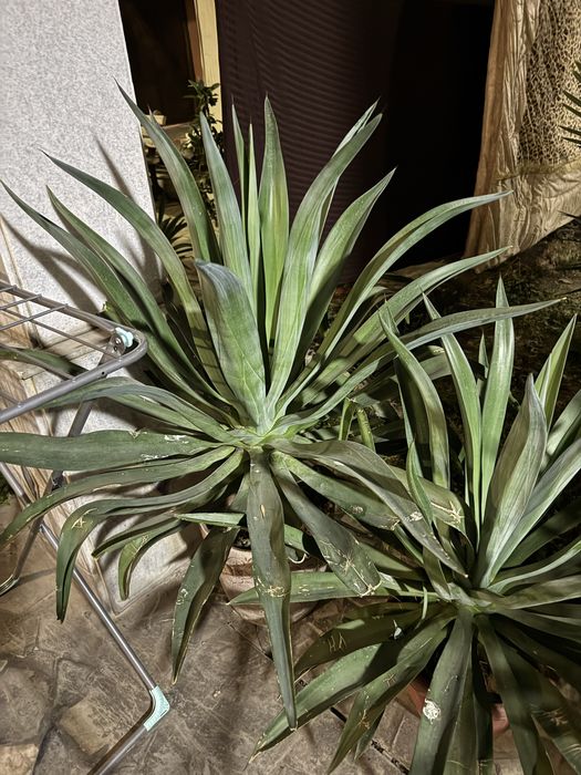 Shu gulla sotiladi xamasi kotasiyam bor kichkinasiyam bor