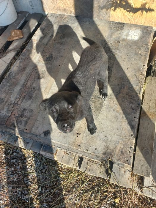 Шенок девушка чёрный сколько месяц незнаю