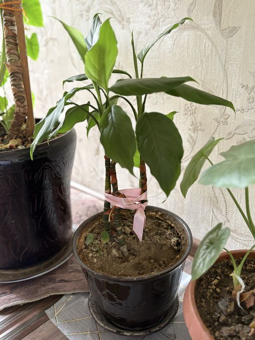 Комнатные растение все в хорошим  состояние