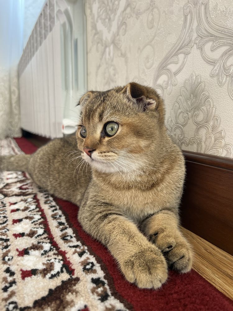 продаются британские шиншила котята