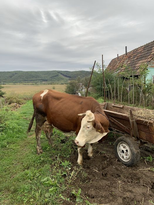 Vand vaca si vitei