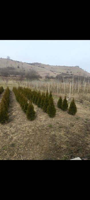 Vând tuia , diferite soiuri și marimi din ciumbrud alba