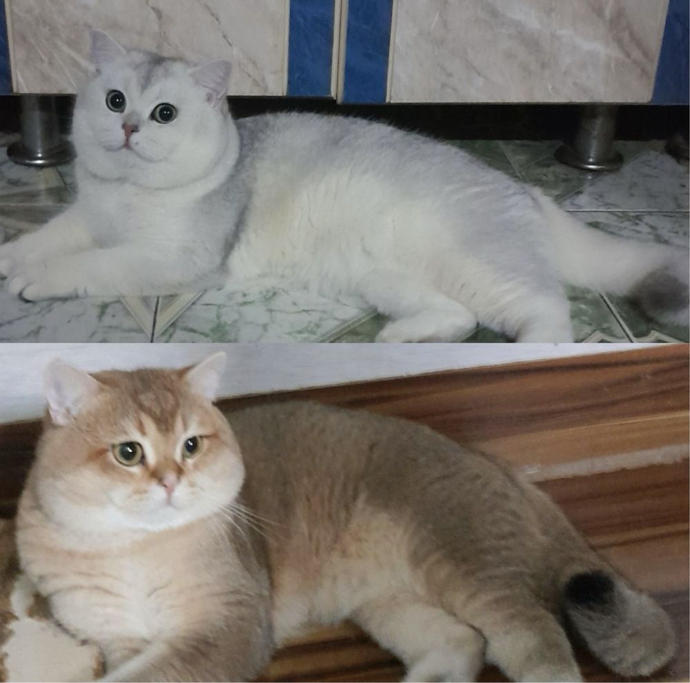 Продам кота золотая шиншилла