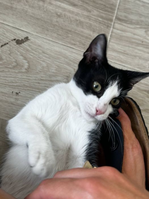 Pisicute dragute isi cauta casuta iubitoare