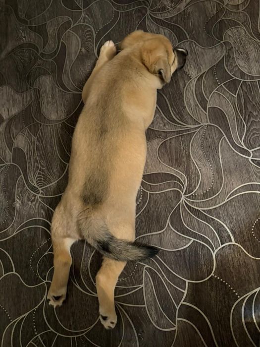 отдам щенка в добрые руки