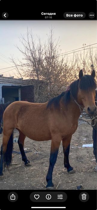 Айғыр сатылады  700мын