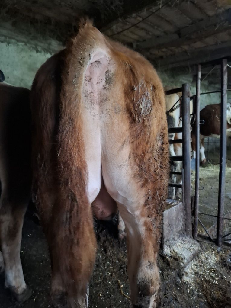 Viței de boxă și două juninci Bălțată Românească