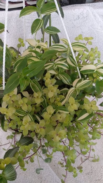 Композиции из разных растений