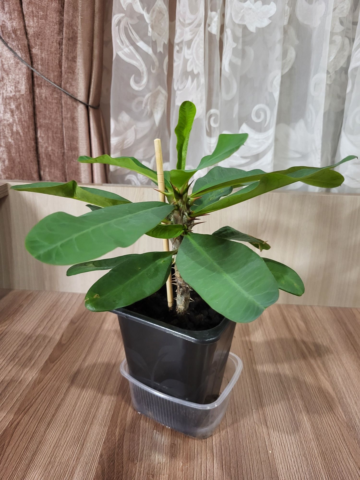 Комнатные растения