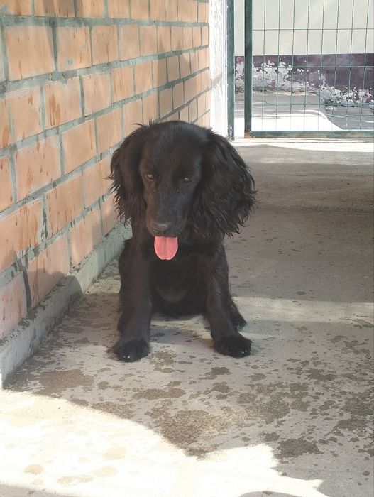Продаю Кокер Спаниель 5 месяцев девочка