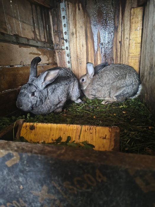 Vând pereche iepuri tineri și mari