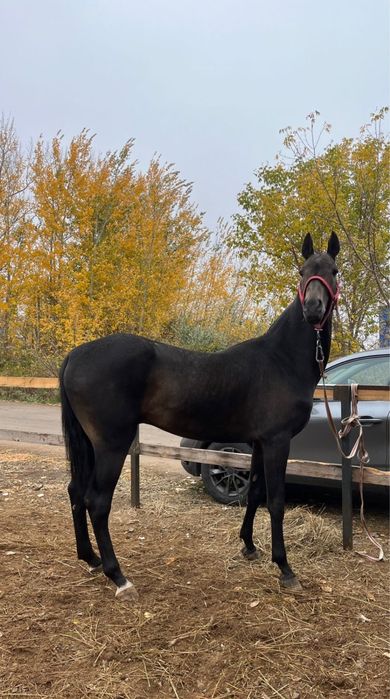 Продам чистокровный ахалтекинский жеребец с крастным паспортом
