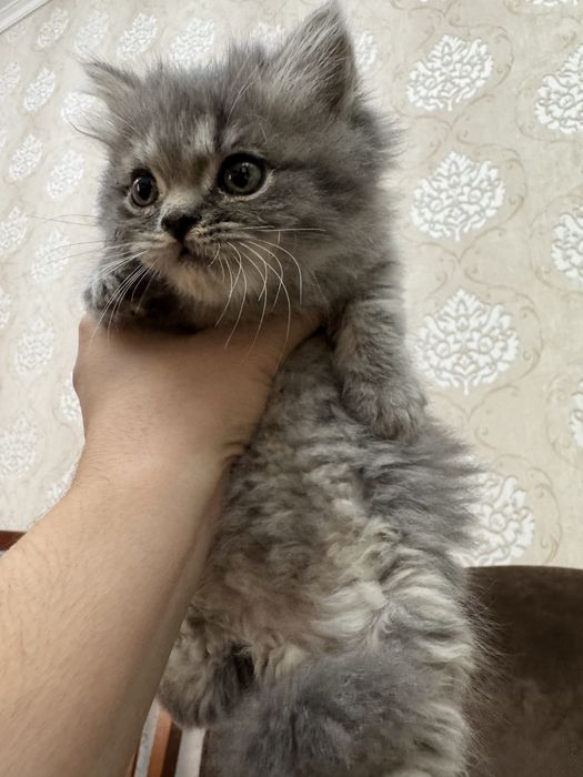 Продаются породистые котята