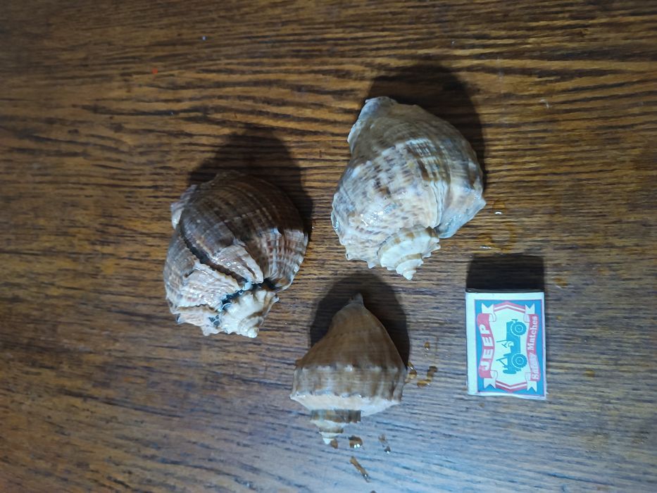 Продаются ракушки комплект..