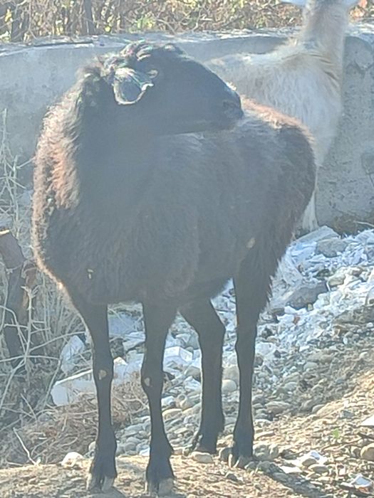 Саулык 3 туған семіз