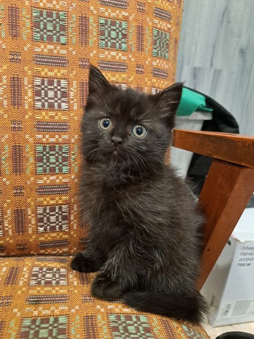 Отдам котят 1,5 мес