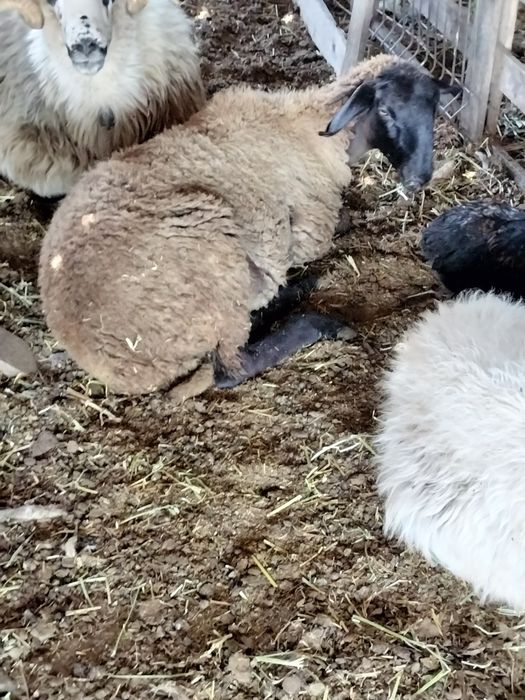 De vânzare o nuatină carabasa sau schimb