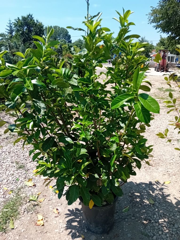 Vând plante naturale ornamentale