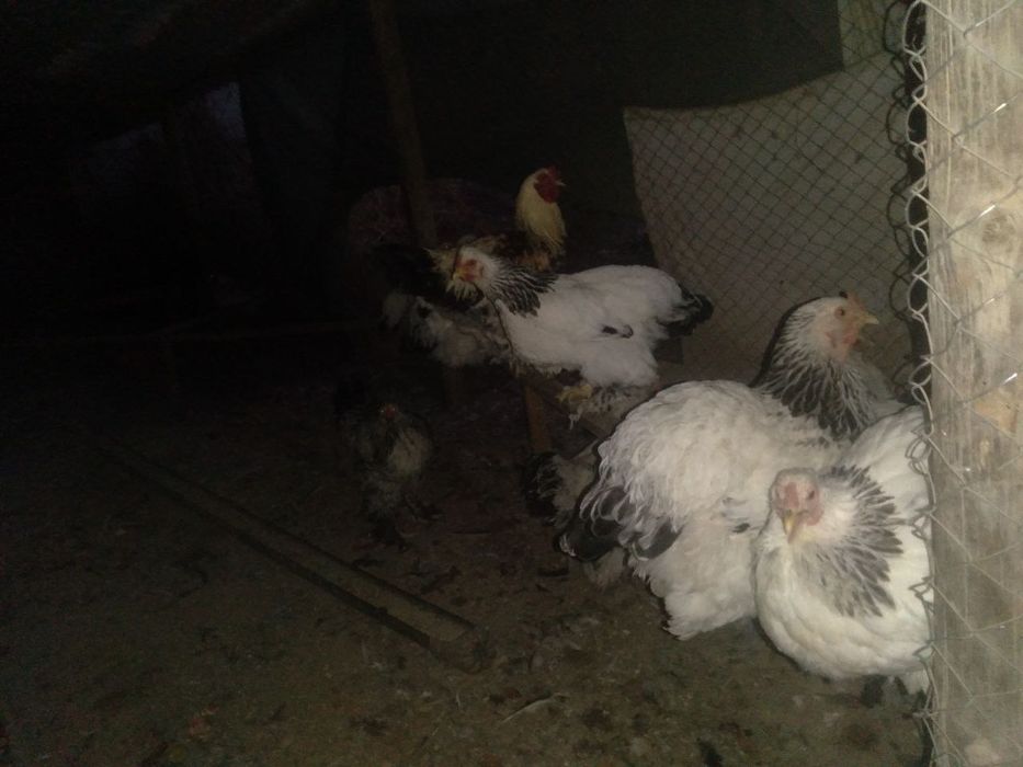 Xuroz tuvuq sotiladi keshamiz narxi