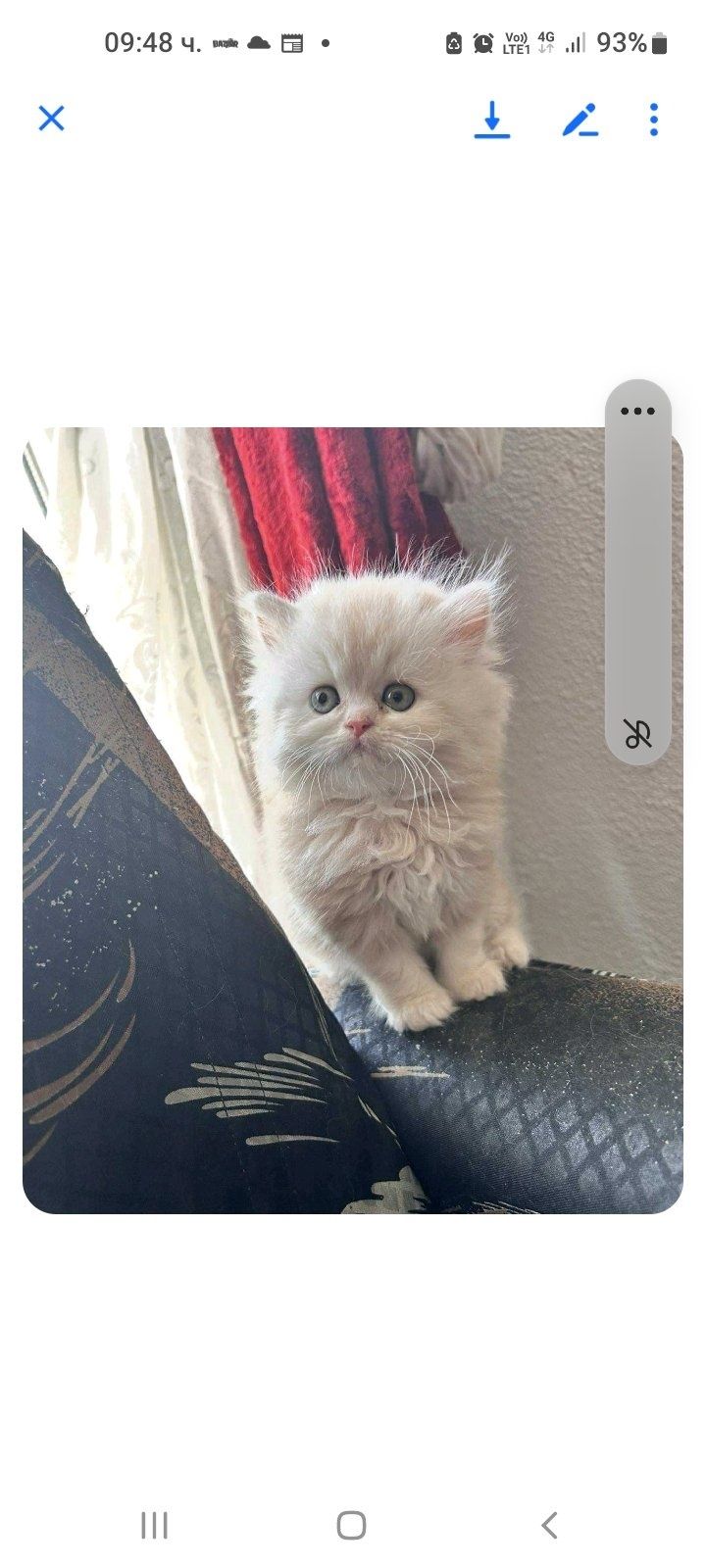 Персийски котенца