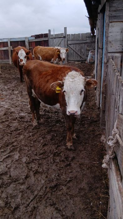 Қашар сатылады..