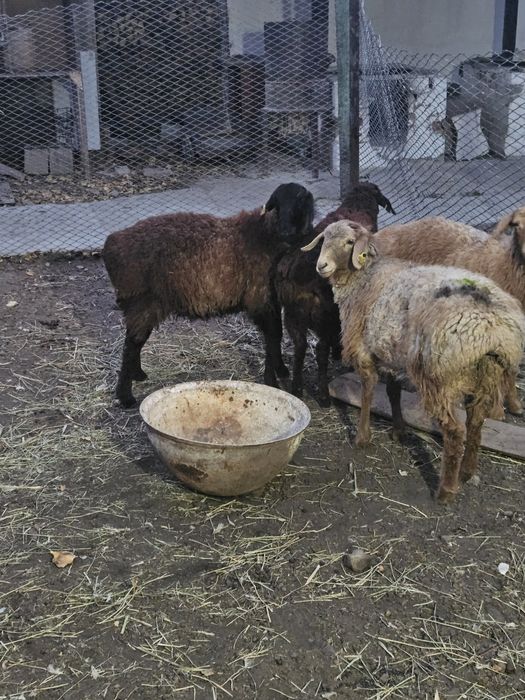 Кой сатылады, продам баранов