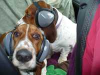 Mutt Muffs DDR337 Защита на слуха за кучета