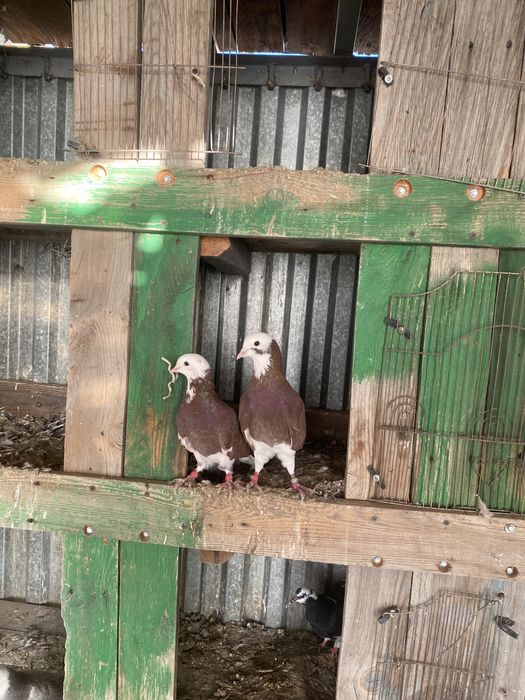 Продам голубей !