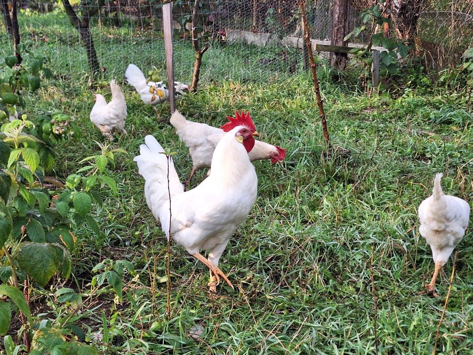 Găini Leghorn alb