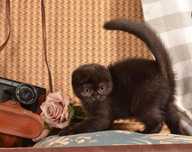 Scottish Fold Bleack