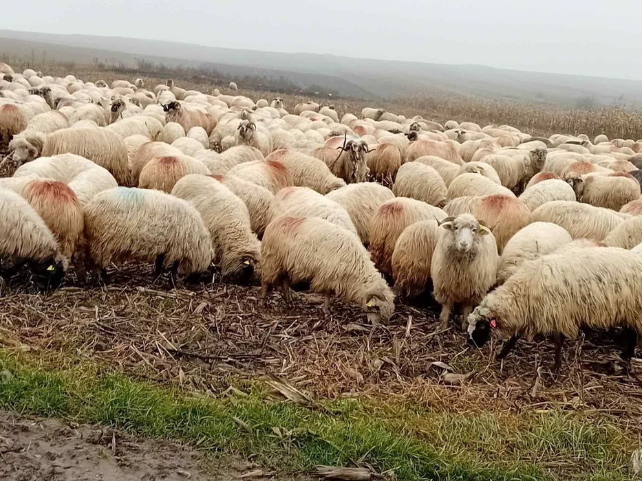 Vand 100 de oi pe alese