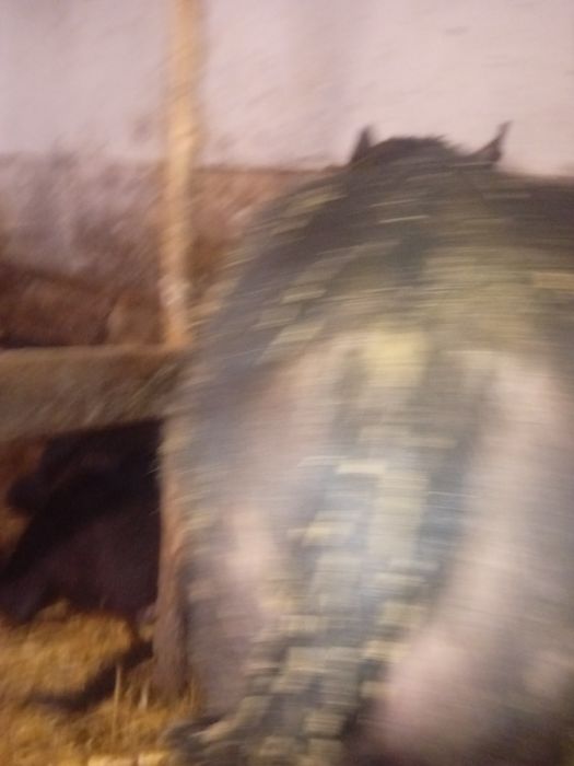 Vând vițel de bivolita