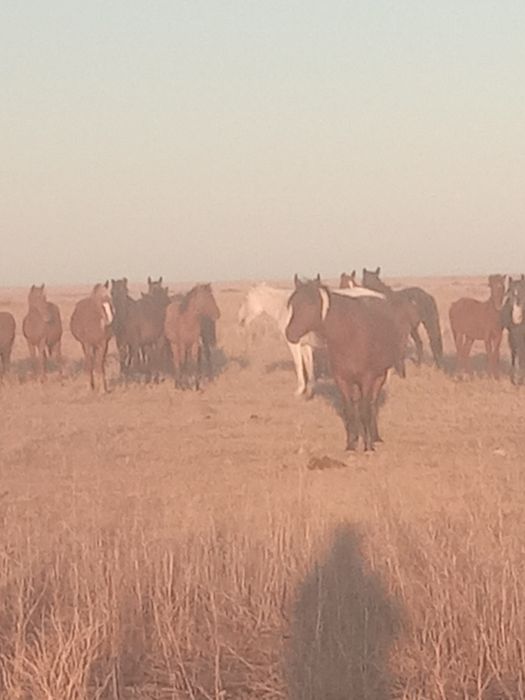 Үйір сатылады, жабағыларымен