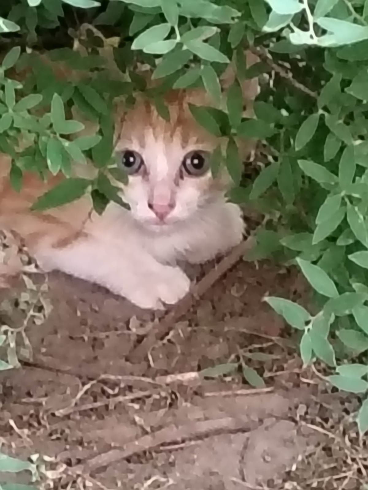 Donez pisici, frumosi si sanatosi