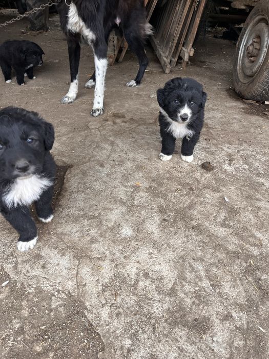 Каракачанска Овчарка